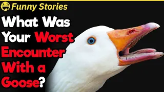 What Was Your Worst Encounter With a Goose? | Funny Stories #7