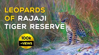 Leopards of Rajaji Tiger Reserve 2023 (Uttarakhand) - 4K Video Hindi