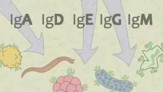 Video 15 Ig Antibodies and Immunoglobulin Function