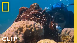 An octopus reaches out | National Geographic