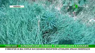 Kungaboqar orasida yetishtirilgan kannabis