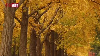 北京地坛公园银杏秋景进入最佳观赏时节