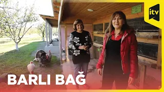 Şəhər qızının Şəki macəraları "Barlı bağ"da