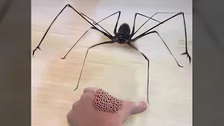 why did i touch this SPIDER..