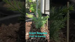Giant Sequoia 10 month time-lapse 🌲🌲 #giantsequoia #timelapse