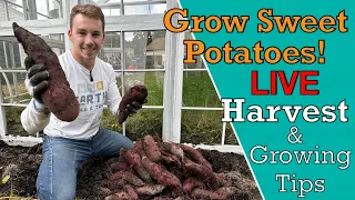 LIVE Sweet Potato Harvest and PRO Growing Tips