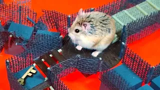 MAJOR HAMSTER is the new INDIANA JONES - Best ancient temple adventures