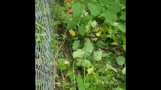 american bully catches a ground hog