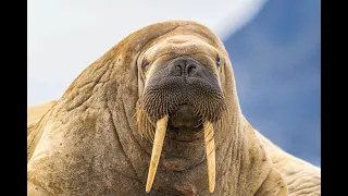 Walrus in the Norwegian Arctic | Svalbard