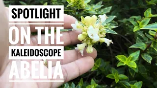 Spotlight on Kaleidoscope Abelia
