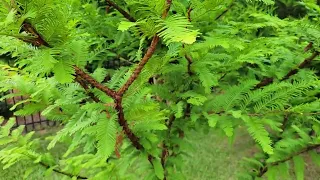 Comparing Dawn Redwood to Bald Cypress