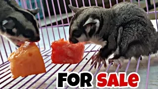 Sugar Glider | All Information | Meet up plan | For Sale | Price in India