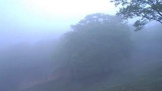 2020.05.19 奥伊吹頂上から霧が晴れてくる様子と霧に包まれたブナの木々