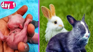 Rabbit Growth - Baby Rabbits Grow Up #animals #rabbit #growth