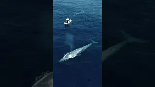 In honor of my surprise Blue Whale sighting on Thursday.
