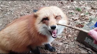 Alice the fox. When a fox is in a bad mood, it is better not to touch it with your hands.