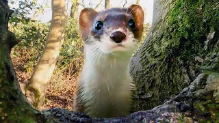 Stoat Adventures in Ash Wood 🐾| Discover Wildlife | Robert E Fuller