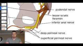 The Pudendal Plexus, Levator Ani Nerve, & the Coccygeal Plexus