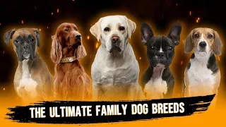 These Are The Ultimate Family Dog Breeds