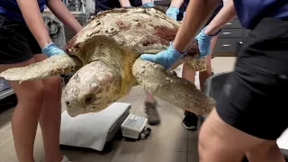 Loggerhead Sea Turtle Rescued - Meet Wiley