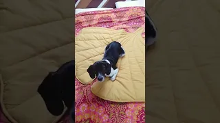 What a cute puppy!! | fuzzynow |funnyfuzzy