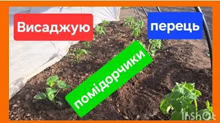 Висаджую перець та помідорчики ,під агроволокно.В чому різниця?☝️#помідори #перець