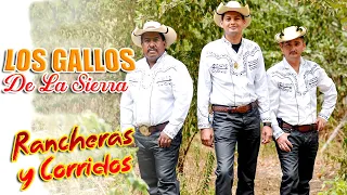 Los Gallos De La Sierra - Rancheras y Corridos Solo Lo Mejor (Album Completo)