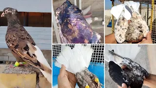 🚀🔥 Мраморные белохвостые | Iranian white-tailed pigeons | کبوترهای دم سفید