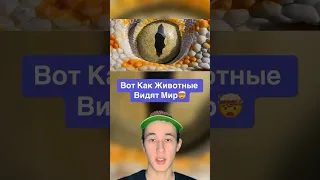 Вот Как Животные Видят Мир!🤯 #shorts #животные #глаза #рыба