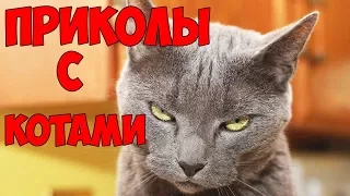 Приколы с Котами - Смешные коты и кошки 2018 | ПОПРОБУЙ НЕ ЗАСМЕЯТЬСЯ - Смешные коты