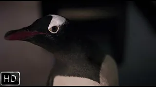 Пингвины мистера Поппера (2011) | Появление других пингвинов | Как ты туда залез?