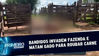 Ladrões matam e esquartejam gado para roubar carne em Bela Vista de Goiás|Primeiro Impacto(25/12/19)