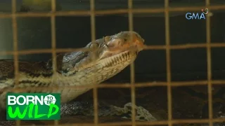 Born to be Wild: Rescuing a wild Reticulated Python