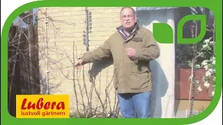 Kübelpflanzen - Fehler beim Überwintern