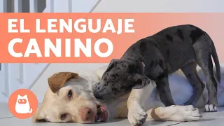 Cómo ENTENDER a tu PERRO 🐶 ¿Qué intenta decir? 🐾