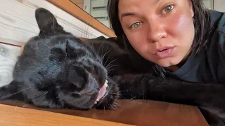 Luna the panther and family opened the summer season 😸(ENG SUB)