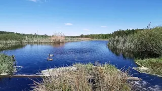 Dzikie kaczki nad leśnym stawem. Wiosenny śpiew ptaków, harmonia przyrody, relaksujące dźwięki.