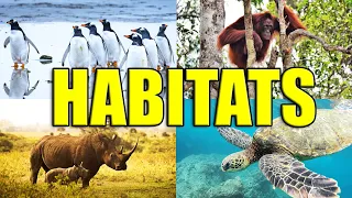 ANIMAL HABITATS | Learn about Grasslands, Forests, Tundra, Desert, Rainforest, Mountains, Oceans