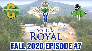 Sohum Royal Fall Harvest 2020 Episode #7. Honeydew, Humboldt County USA.