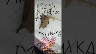 Прощай навсегда летучая мышка😭😭😭😭😭😭😭