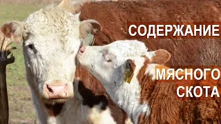 Содержание мясного КРС. Семейная ферма КФХ Герефорд