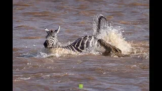 First Crossing in the Masai Mara of the season 2018