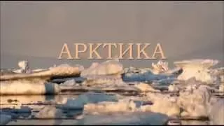 Природа Арктики