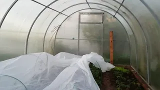 Будут заморозки, как спасти помидоры в теплице?