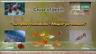 Ep6: The causes of fish death🤘(P.1)