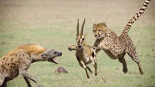 Amazing Hyena Save Impala From Cheetah Hunting | Animals Hunting Fail
