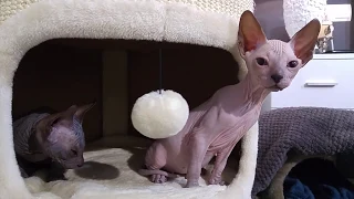 Cute Sphynx Kittens Playing so Joyfully 💗 MEOW