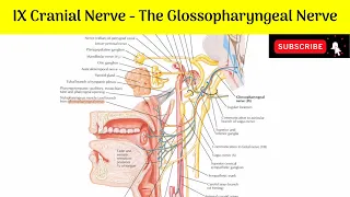 IX Cranial Nerve - Glossopharyngeal Nerve| Functional Component| Nucleus of Origin| Course| Branches