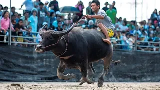 Захватывающие гонки на буйволах в Таиланде