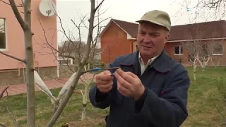 Які існують методи щеплення живців на яблуні (Ранок 27.04.19)